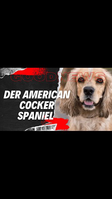 Der American Cocker Spaniel #AmericanCockerSpaniel #Hund #Hunderasse #Familienhund #goodnews #tiere