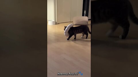 Pint-sized Pranks: Pocket Pet Comedy! 🐾😂