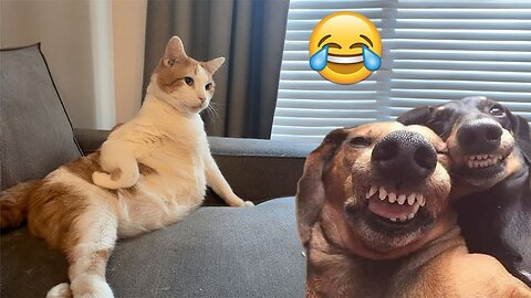 Funniest Cats and Dogs Clip 2025😼🐶Try Not To Laugh😜