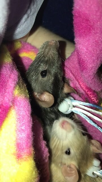 Adorable Fancy Rats Inch Their Way Closer To Escaping The Pouch