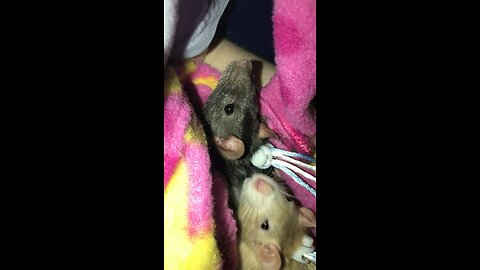 Adorable Fancy Rats Inch Their Way Closer To Escaping The Pouch