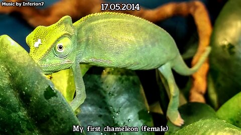 The Veiled chameleons - from eggs to adulthood