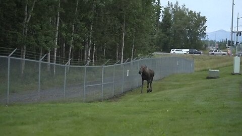 Alaska moose wanders outside Joint Base Elmendorf-Richardson on eve of Trump-Putin meeting