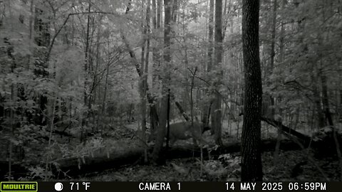 Trailcam
