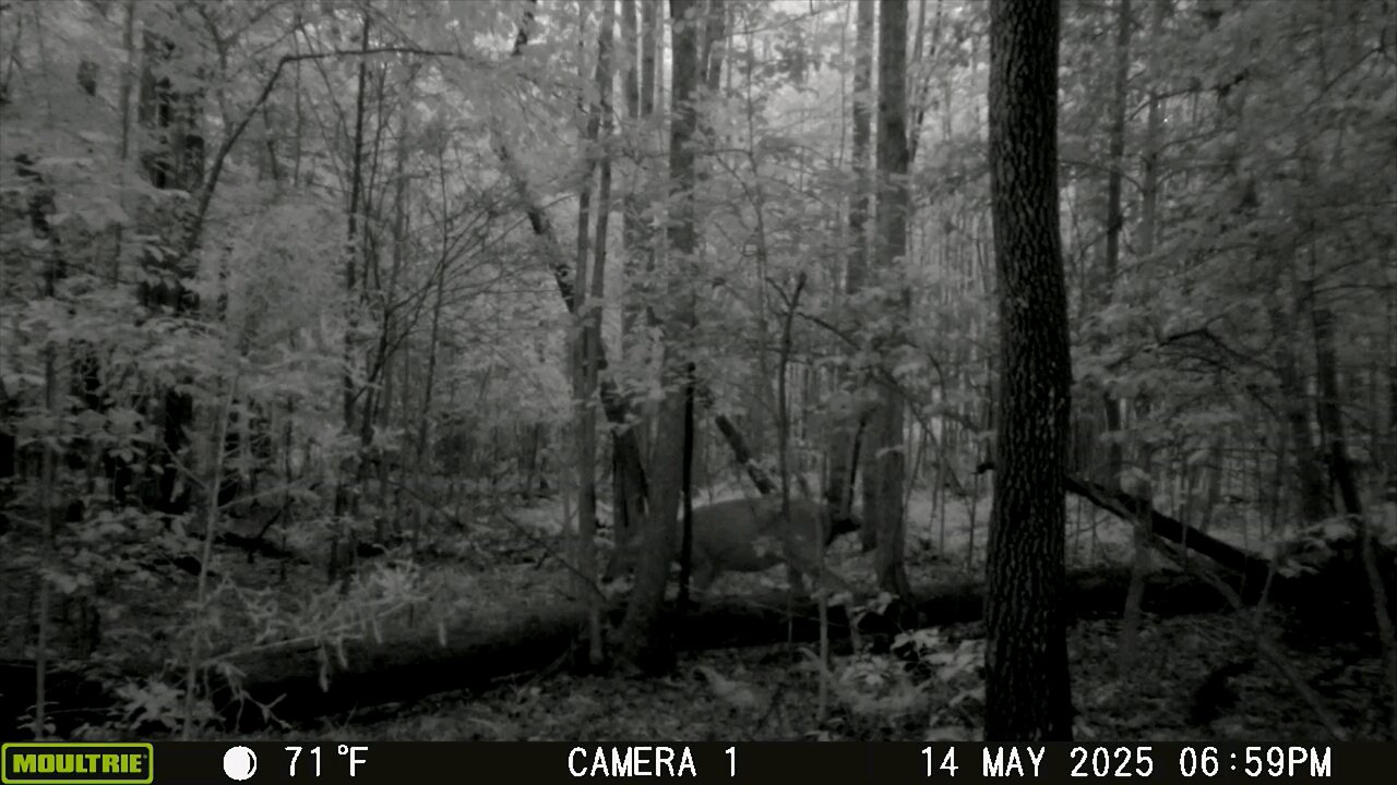 Trailcam