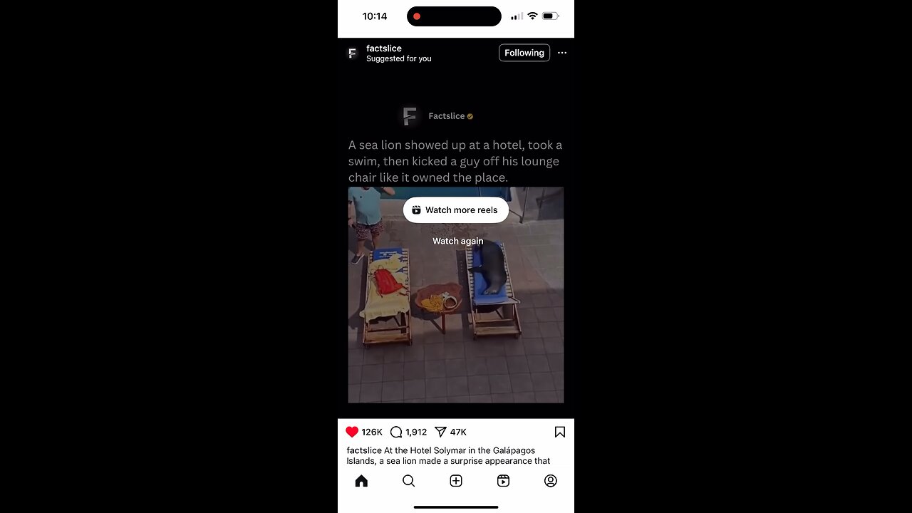 Sea Lion is king at Galapagos hotel pool. Original content by @factslice, Instagram. 6-28-25