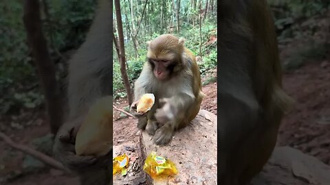 Barely smiling monkey