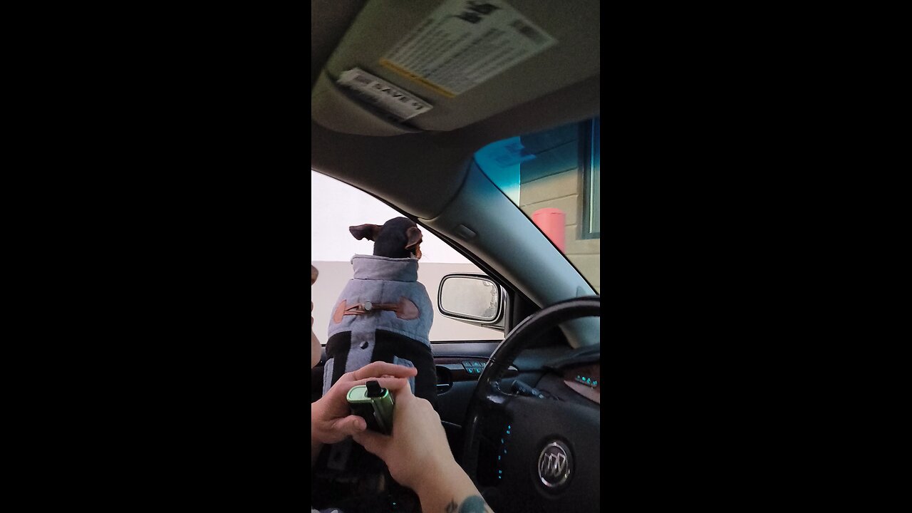 batwings is waiting for our order he's hungry