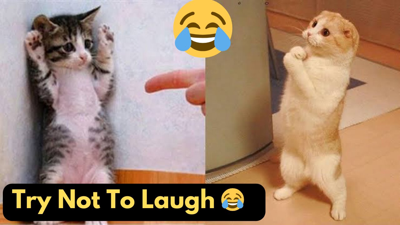 Very Funny Animals Videos of the day