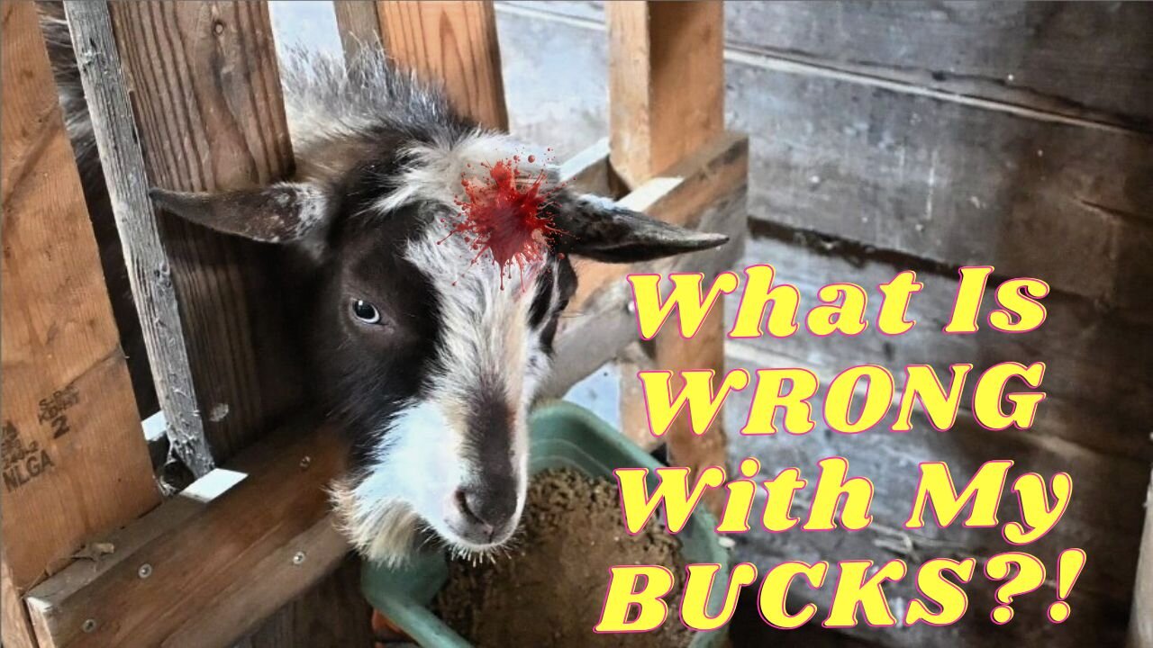 Why DO My BUCKS Want To UNALIVE Themselves