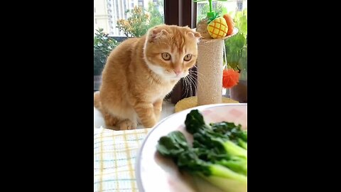 OMNIVOROUS CAT