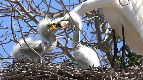 Day 4: Great Egret Sibling Rivalry Intensifies