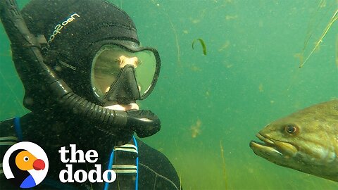 Diver Befriends A Fish Who Keeps Coming Back To See Him | The Dodo