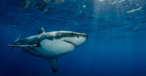 Great White Shark