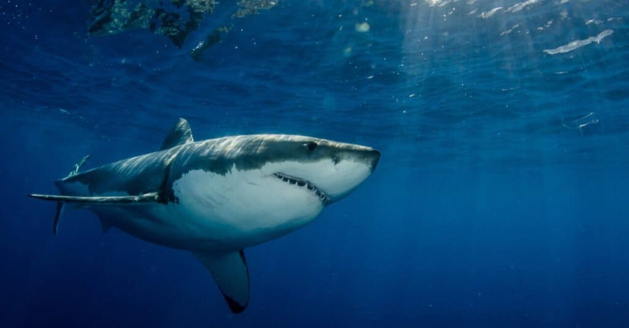 Great White Shark