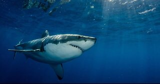 Great White Shark