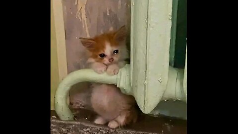 Poor Cats Rescued by Kindness | A Heartwarming Tale