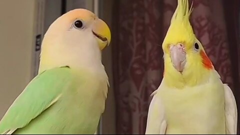 Lovebird Roast the Cockatiel