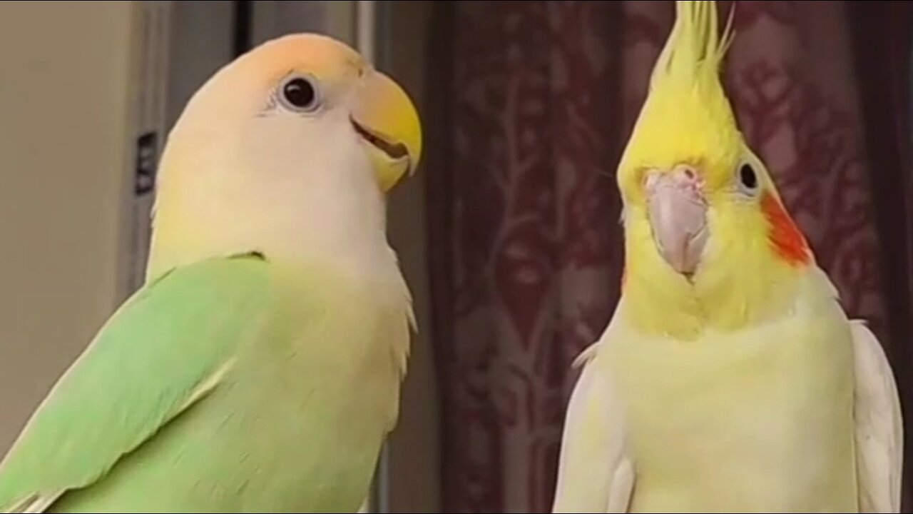 Lovebird Roast the Cockatiel