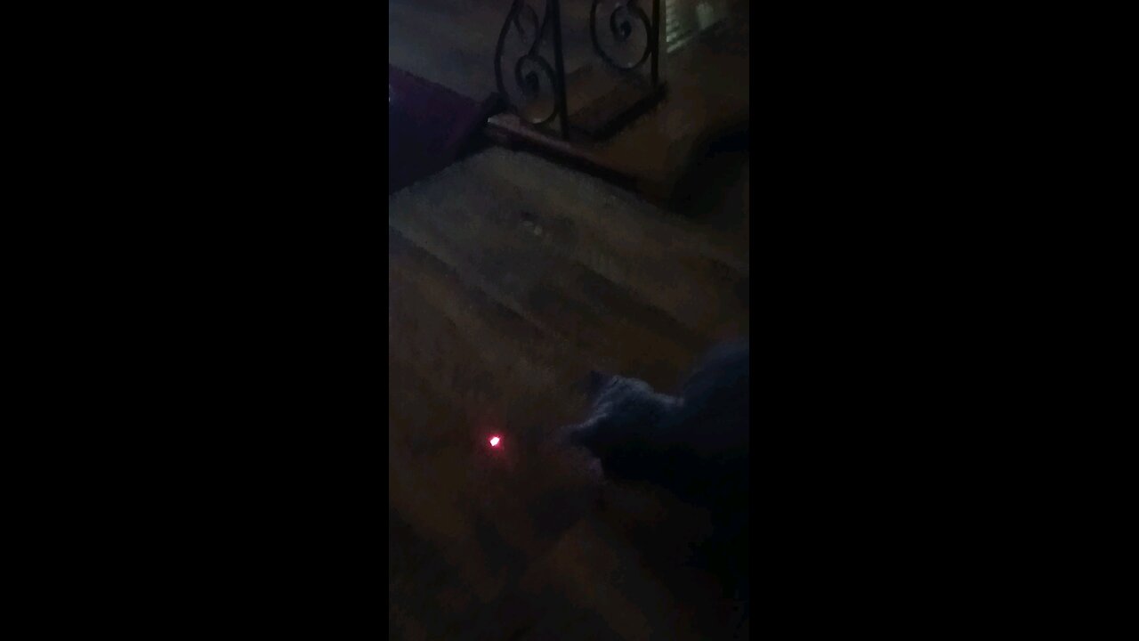 Crazy. Crazy cat