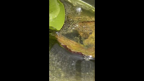 Caviar