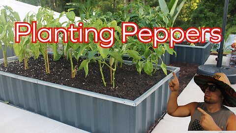 Planting Pepper Plants