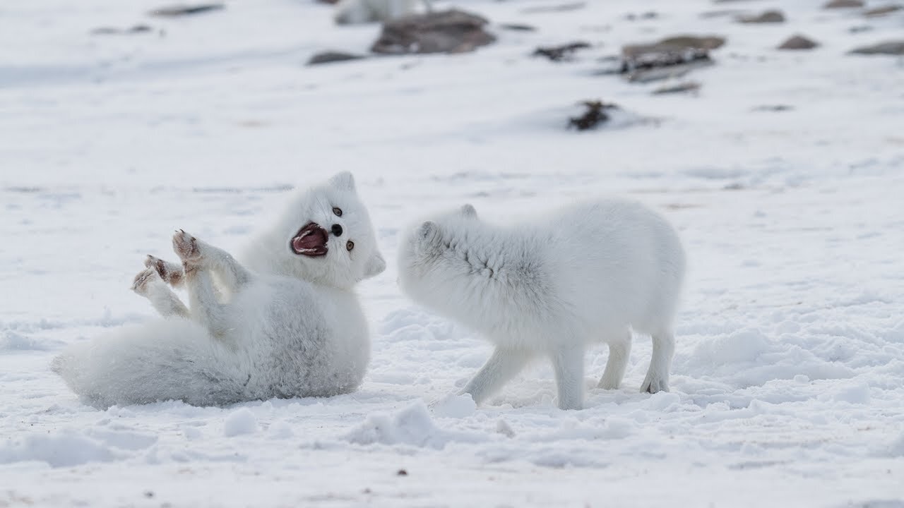 SNOW Much Fun for These Adorable Animals!