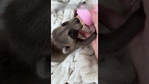 The man had to saw the walls to save the raccoons