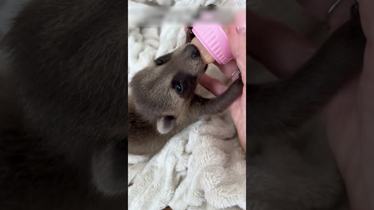 The man had to saw the walls to save the raccoons