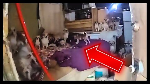 DISGUSTING: House with INSANE Number of Dogs Gets Owner ARRESTED