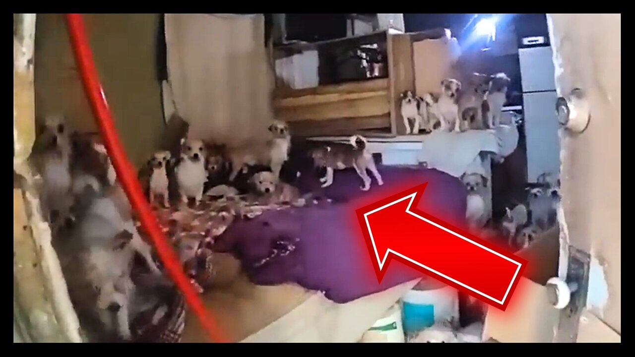 DISGUSTING: House with INSANE Number of Dogs Gets Owner ARRESTED