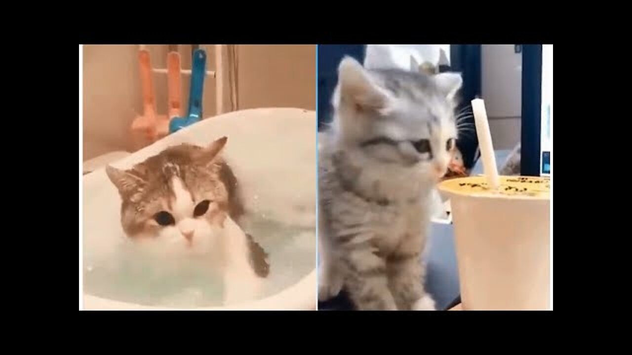cut cat try to swimming |animals funny moment |try to don't laugh