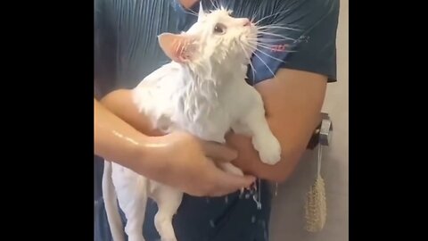 Cat World - 00001