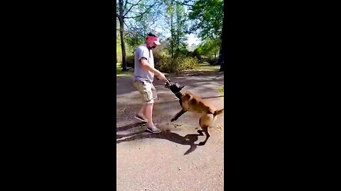 Goonies and Malinois Just Nuts!
