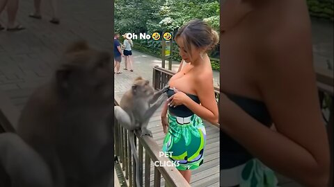 The Animals 🤣😂