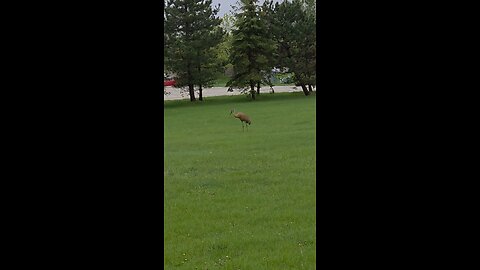 just a bird