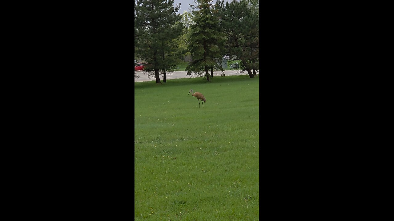 just a bird