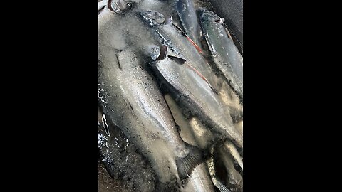 Live fishing Alaska