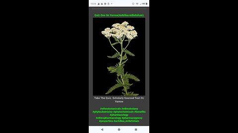 Quiz One on Yarrow (Achillea millifolium)