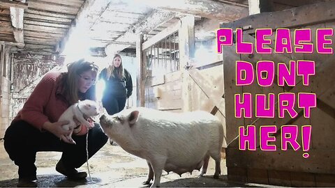 MOMMA Pig REUNITED With Baby Separated At BIRTH!