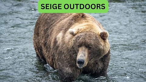 Katmai National Park Bear Feeding Live Stream!
