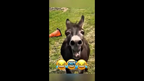 Donkey audition for American idol 🤣