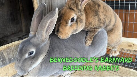Breeding Rabbits VLOG#057
