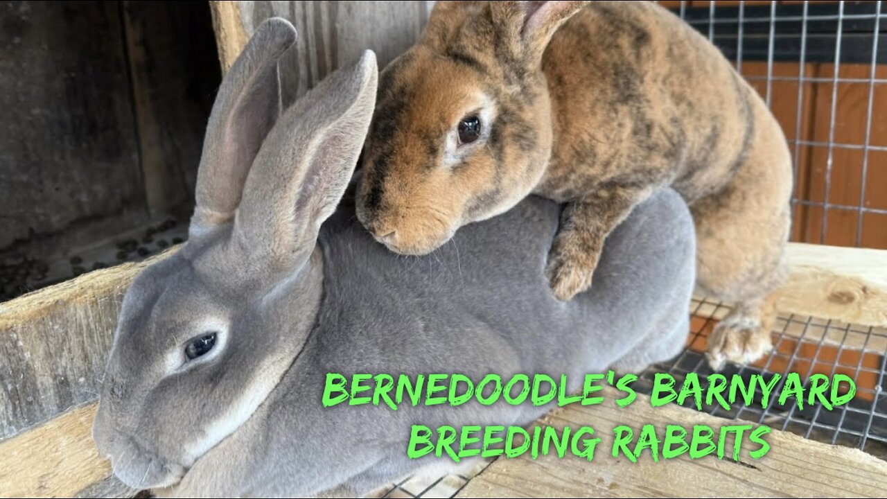 Breeding Rabbits VLOG#057