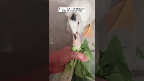 Swan attacked a duck and a man saved her life