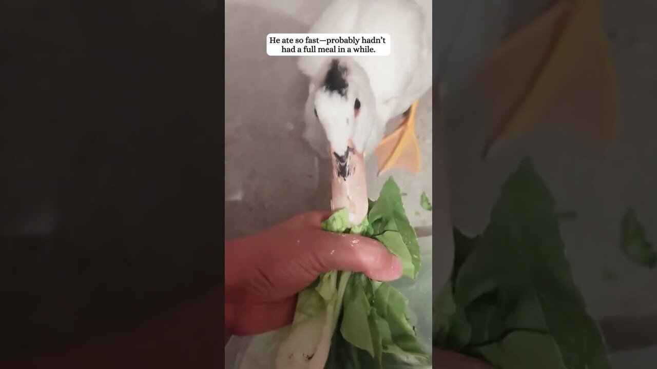 Swan attacked a duck and a man saved her life