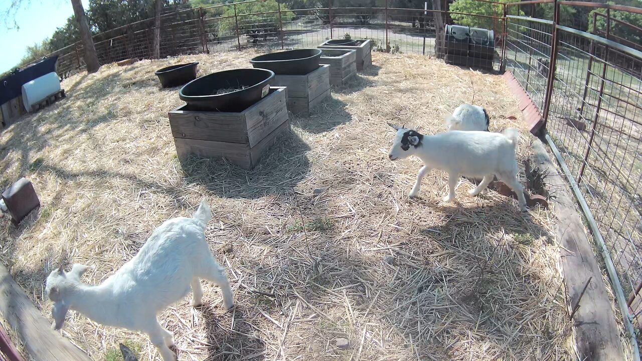 Yay mom brought us a toy!!!
