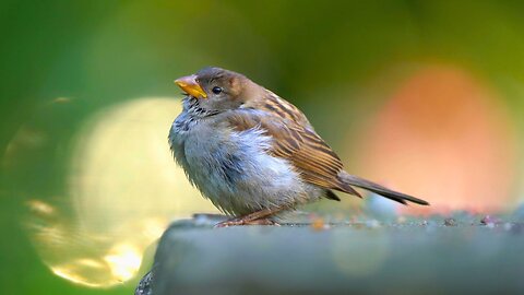 Backlit Close-ups of House Sparrows on a Stone Table