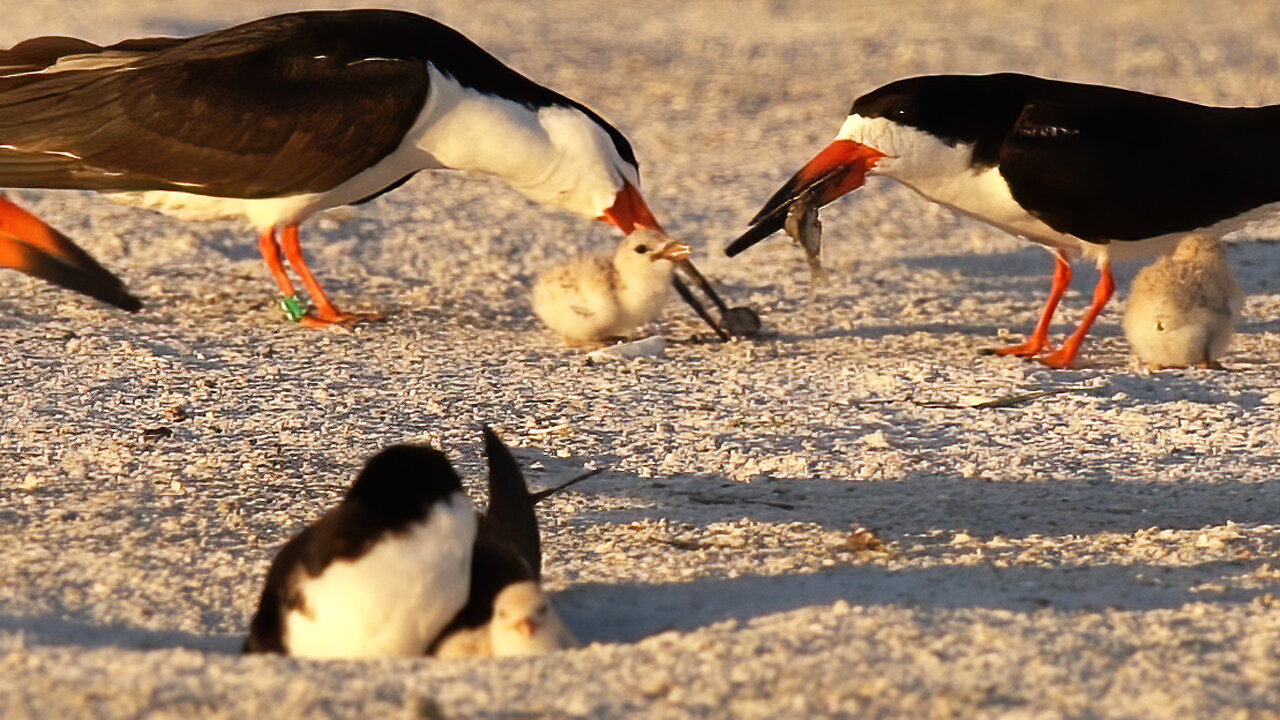 Adorable Black Skimmer Chick Gets Fed by Devoted Parent
