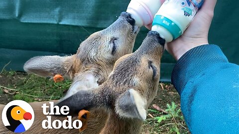 Guy Raises Two Baby Deer By Himself | The Dodo